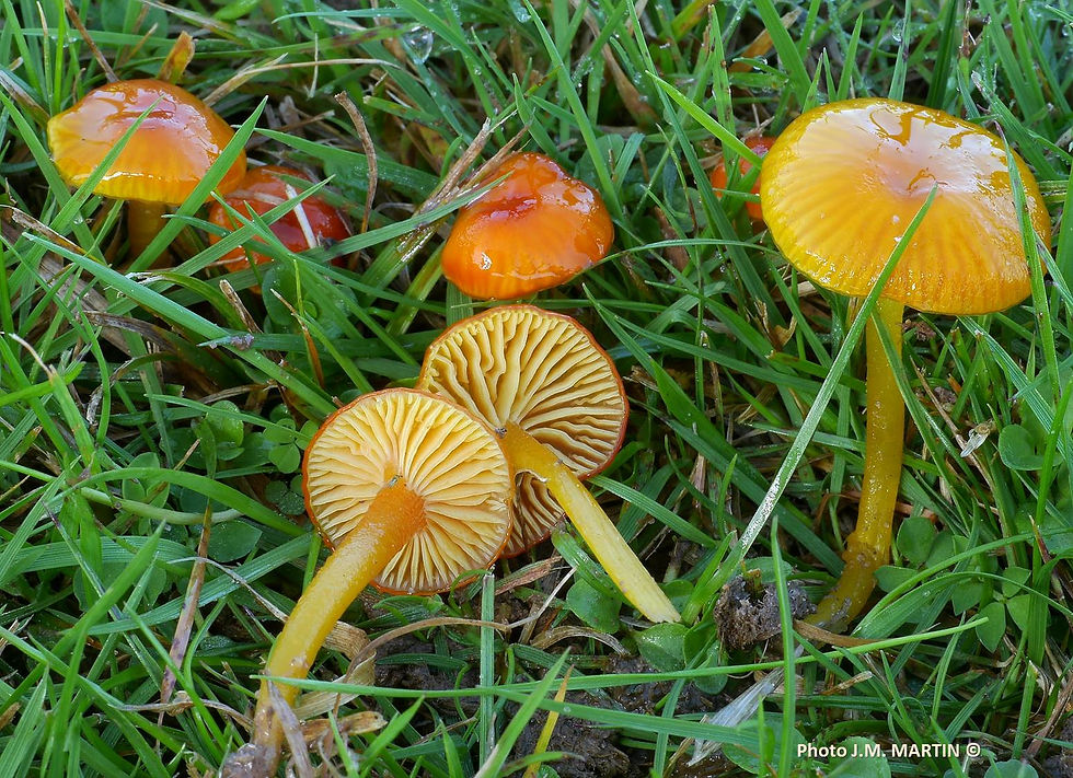 Hygrocybe aurantioviscida