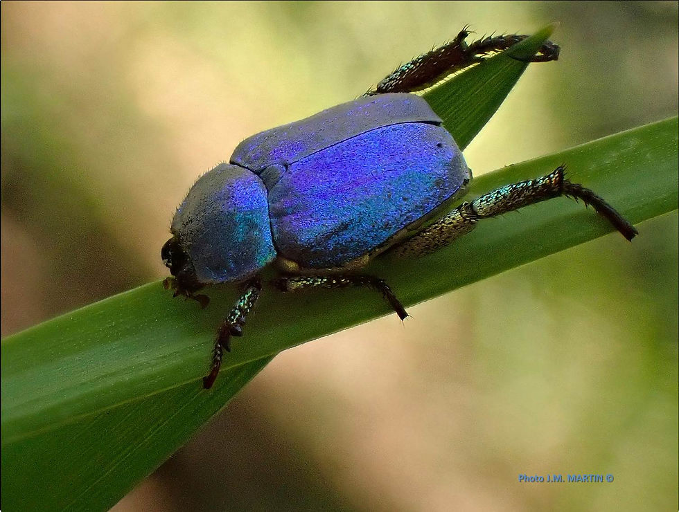 Hoplia caerulea