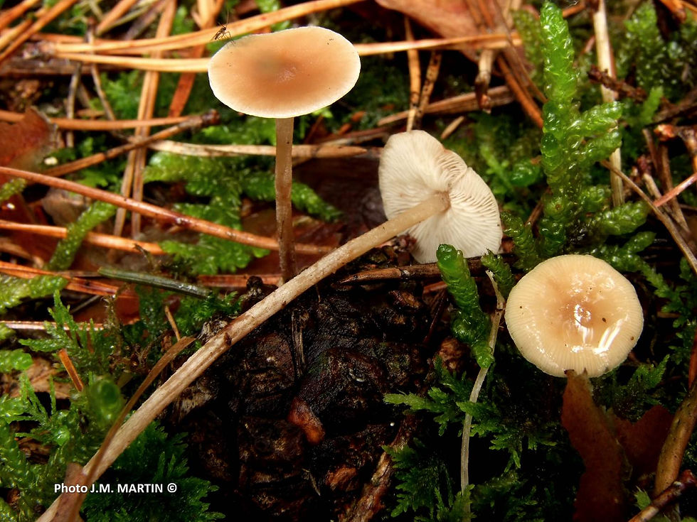 Baeospora myosura - Copie