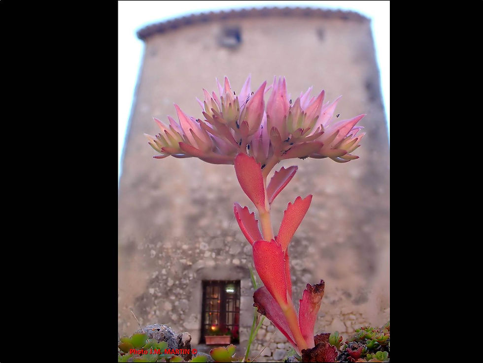 Sedum et tour