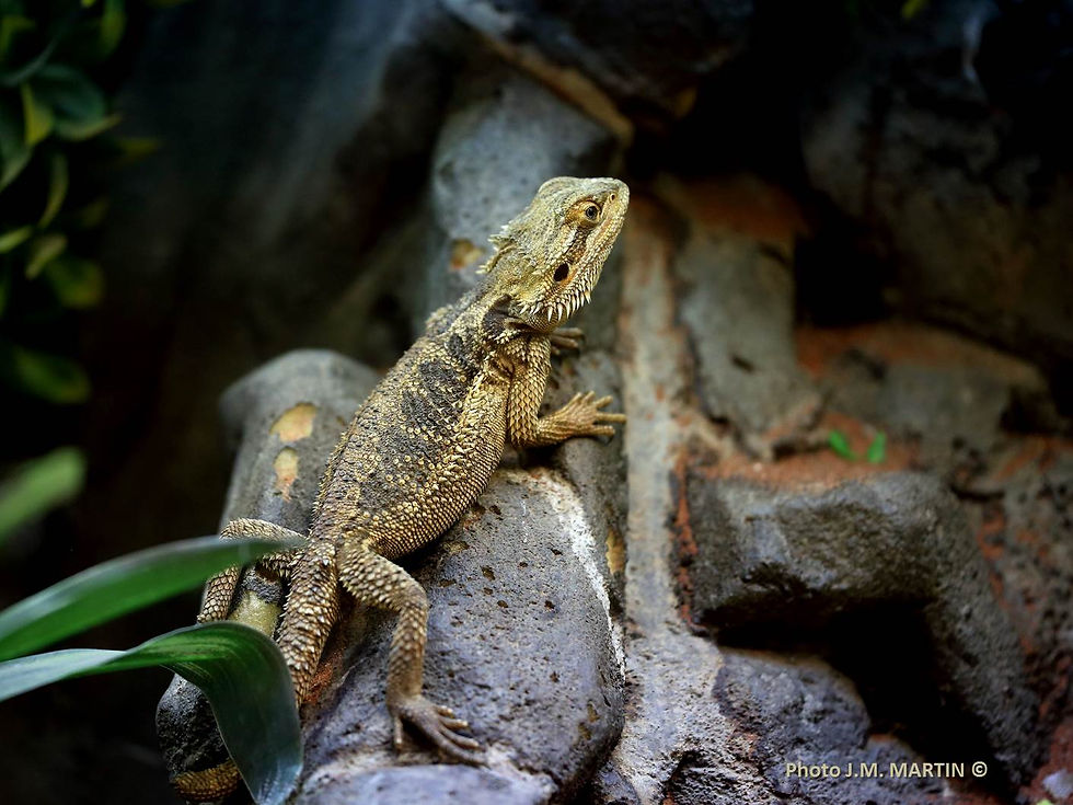 Pogona vitticeps = Agame barbu