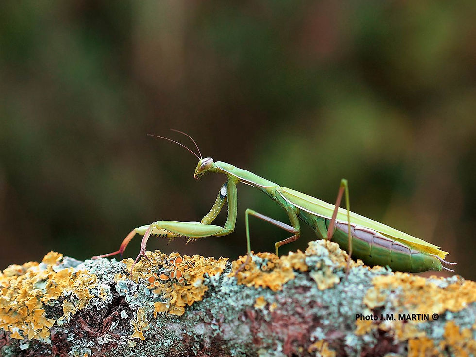 Mantis religiosa