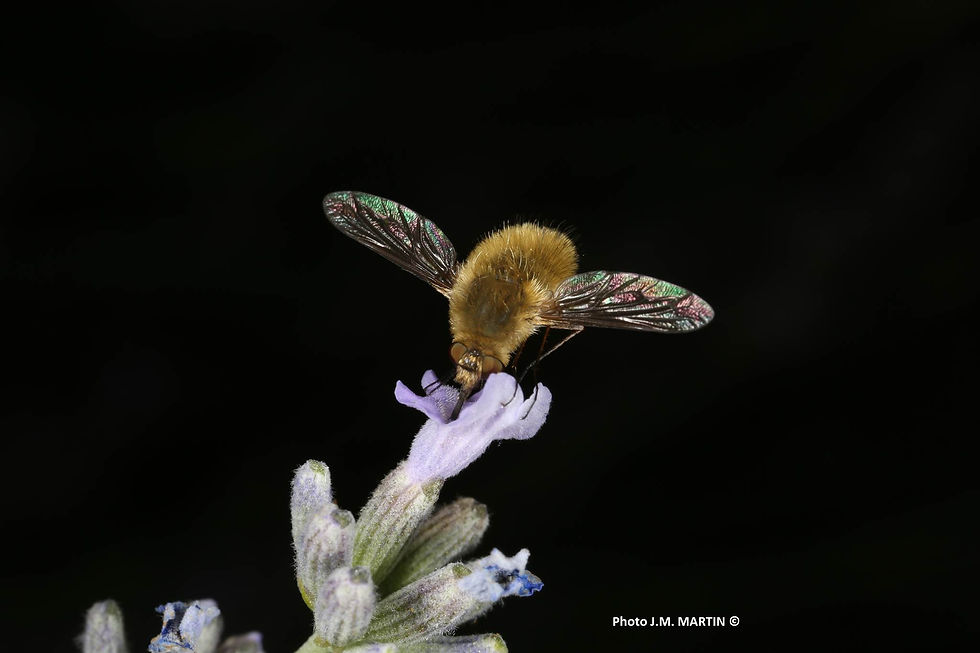 Bombylius major 2
