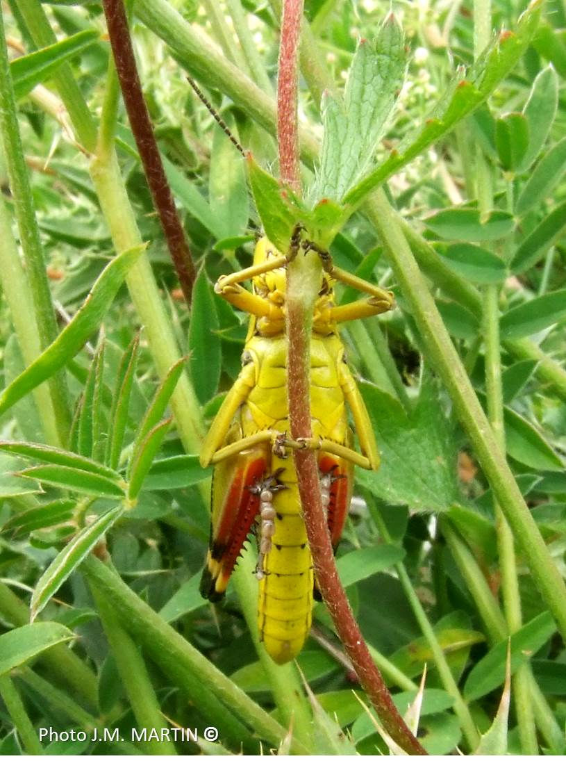 Arcyptera_fusca1_-_Criquet_Ã _pattes_rouges