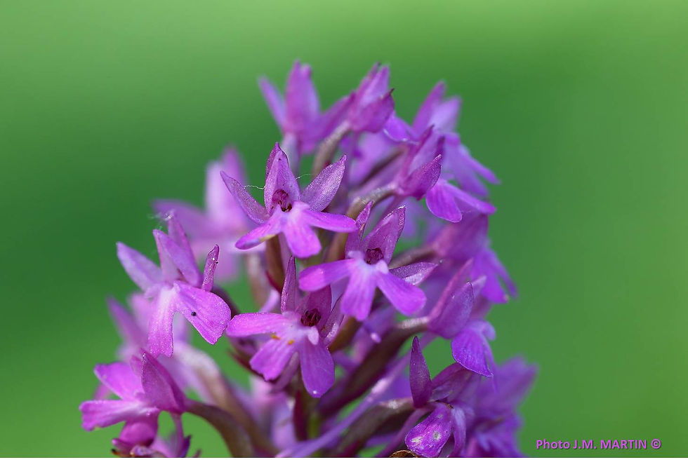 Anacamtpis pyramidalis