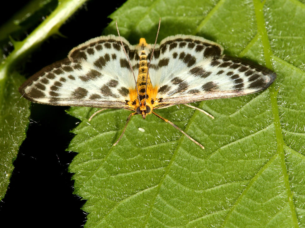 Eurrhypara hortulata