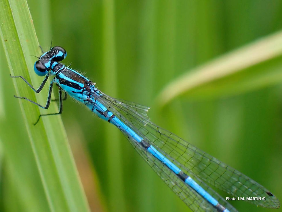 Coenagrion puella