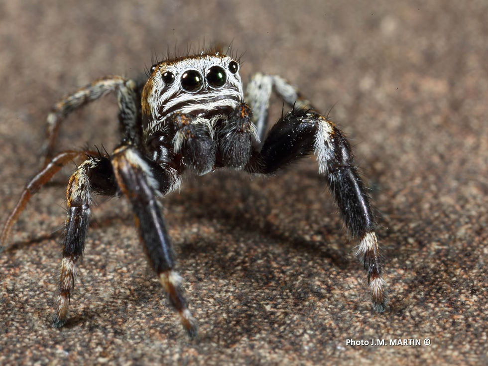 Evarcha arcuata