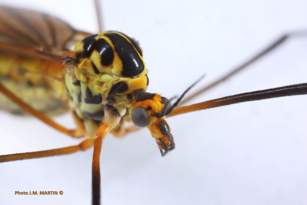 Nephrotoma flavescens