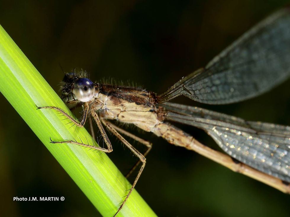 Sympecma fusca