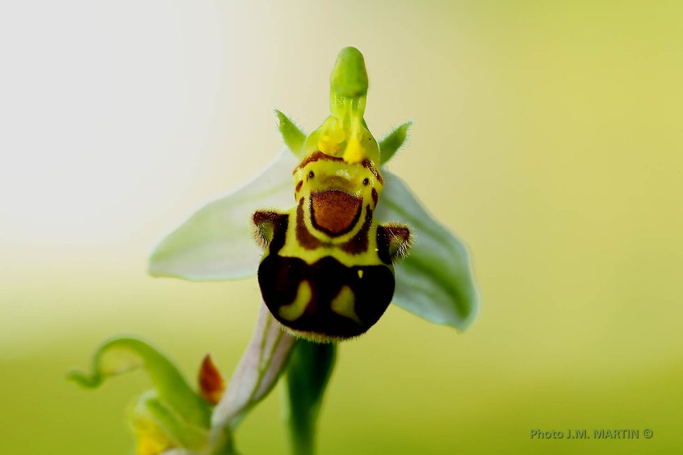 Ophrys apifera
