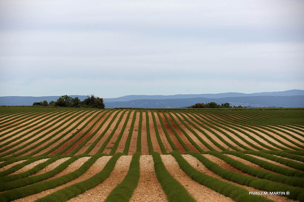 Fuyantes (plateau de Valensole)