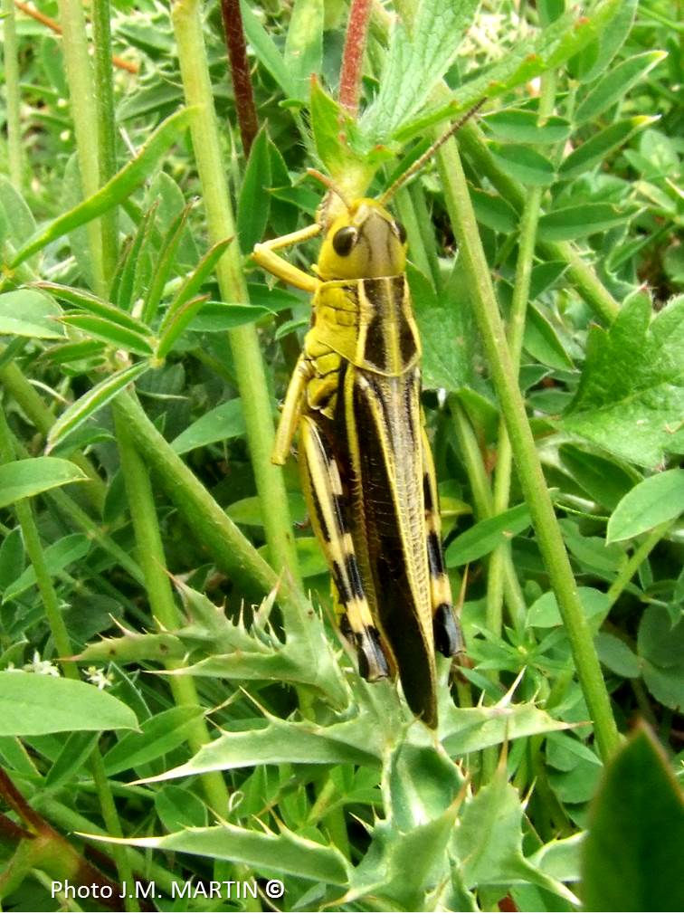 Arcyptera_fusca_-_Criquet_Ã _pattes_rouges