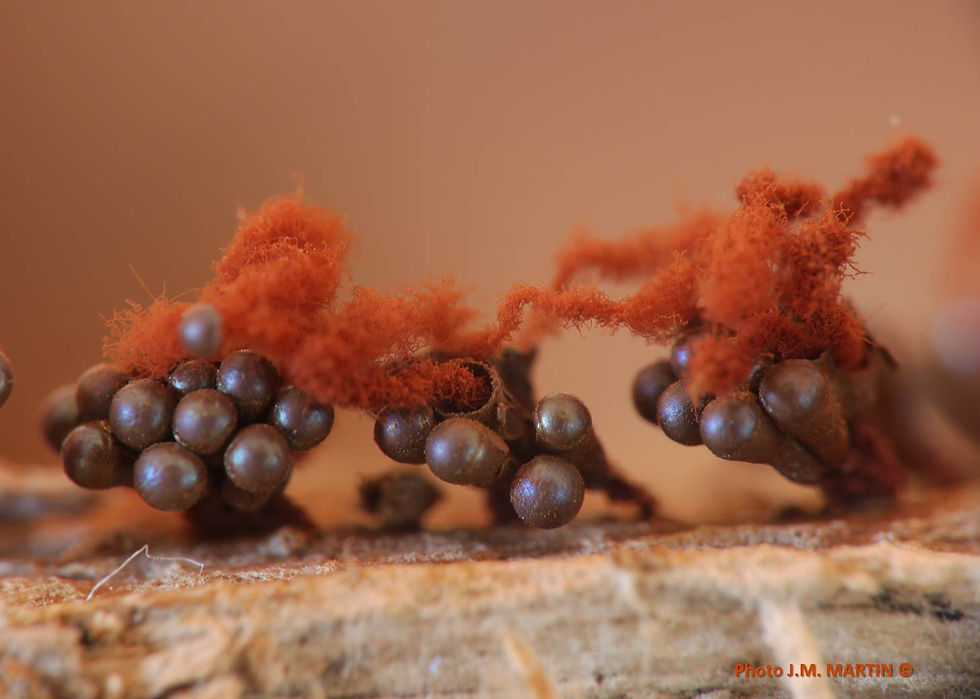 Metatrichia vesparium