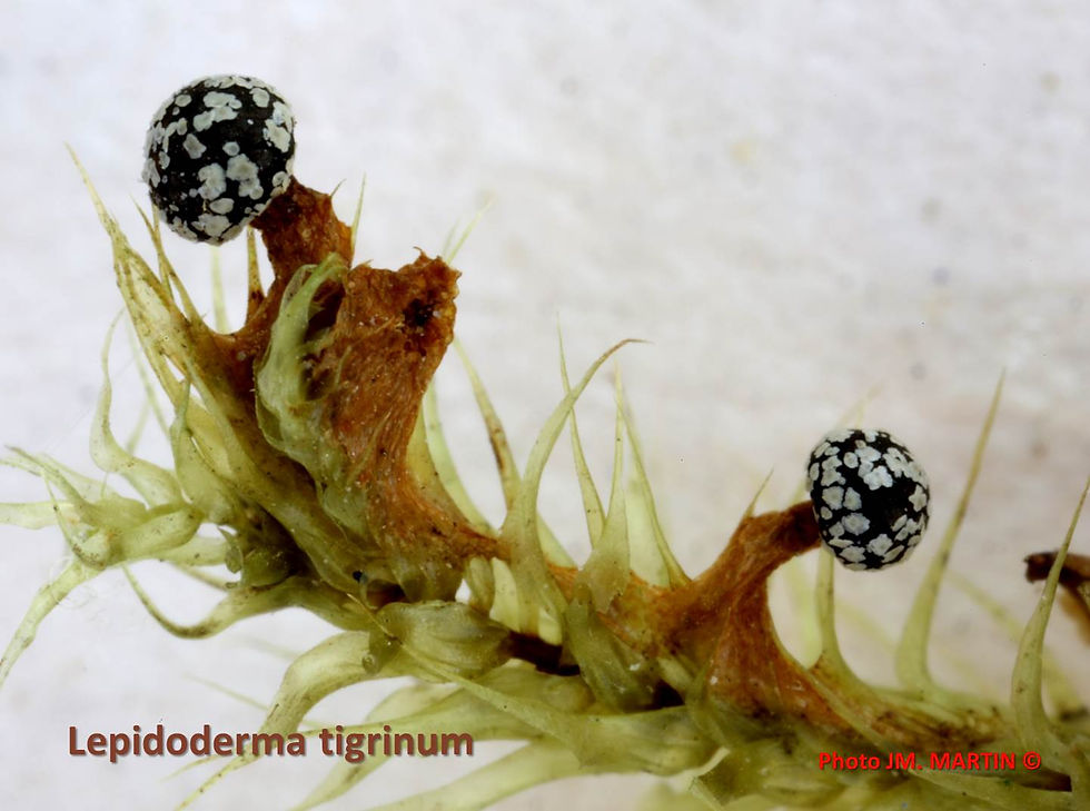 Lepidoderma tigrina