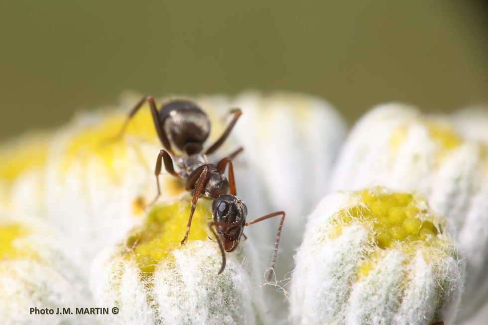 Lasius niger = Fourmi noire