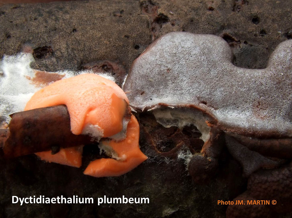 Dyctidiaethallium plumbeum 2011
