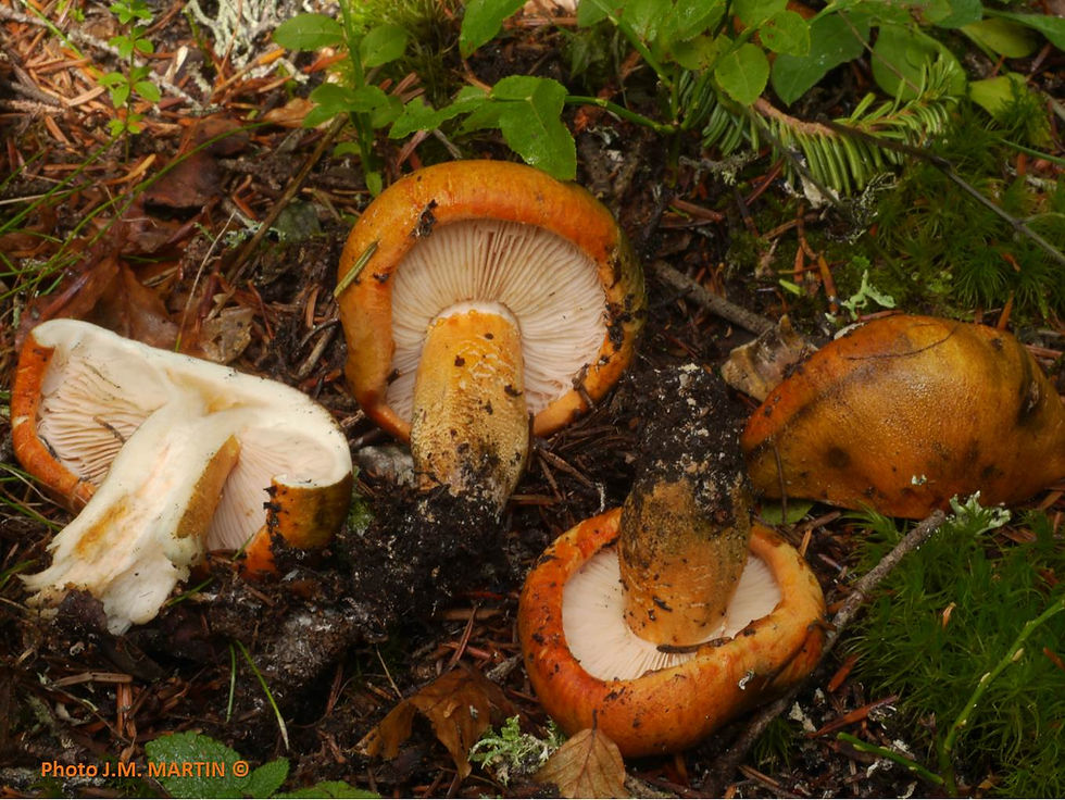 Tricholoma aurantium