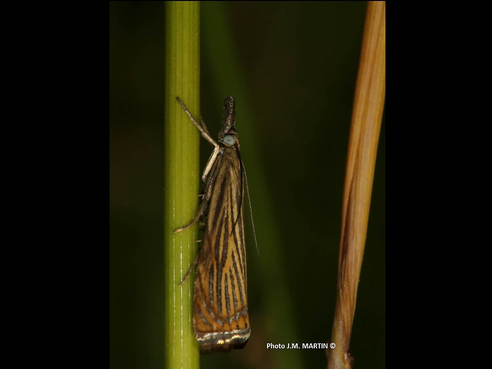 Chrysocrambus craterellus