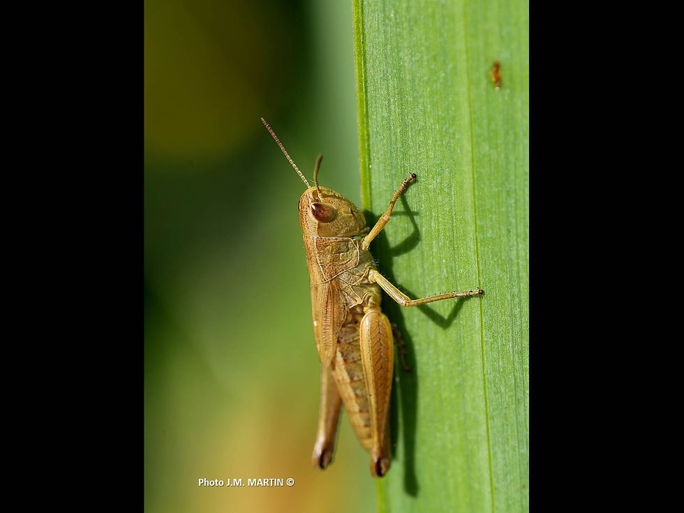 Euchorthippus declivus