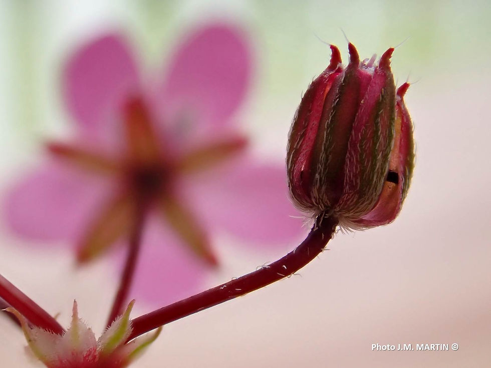 Erodium cicutarium4