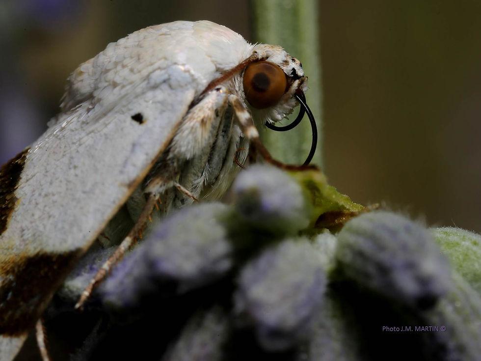 Acontia lucida