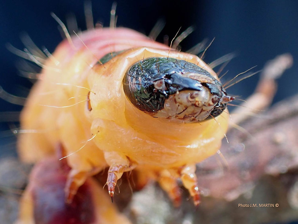 cossus cossus tête