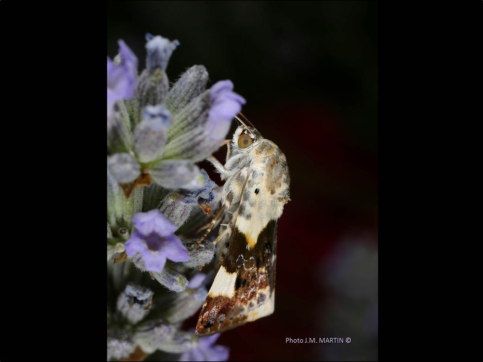 Acontia lucida
