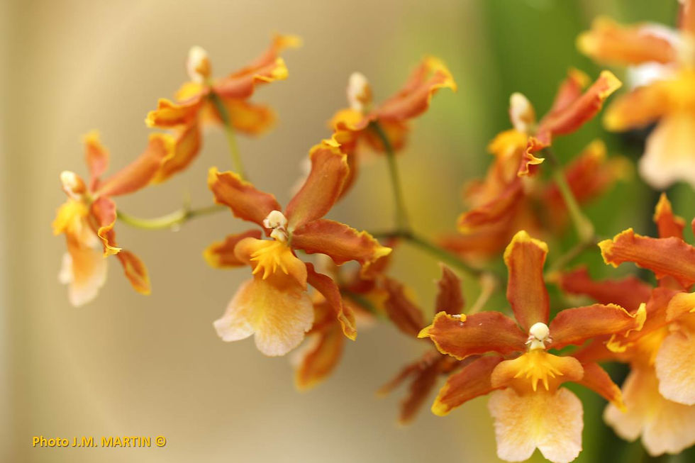 Odontocidium catatante