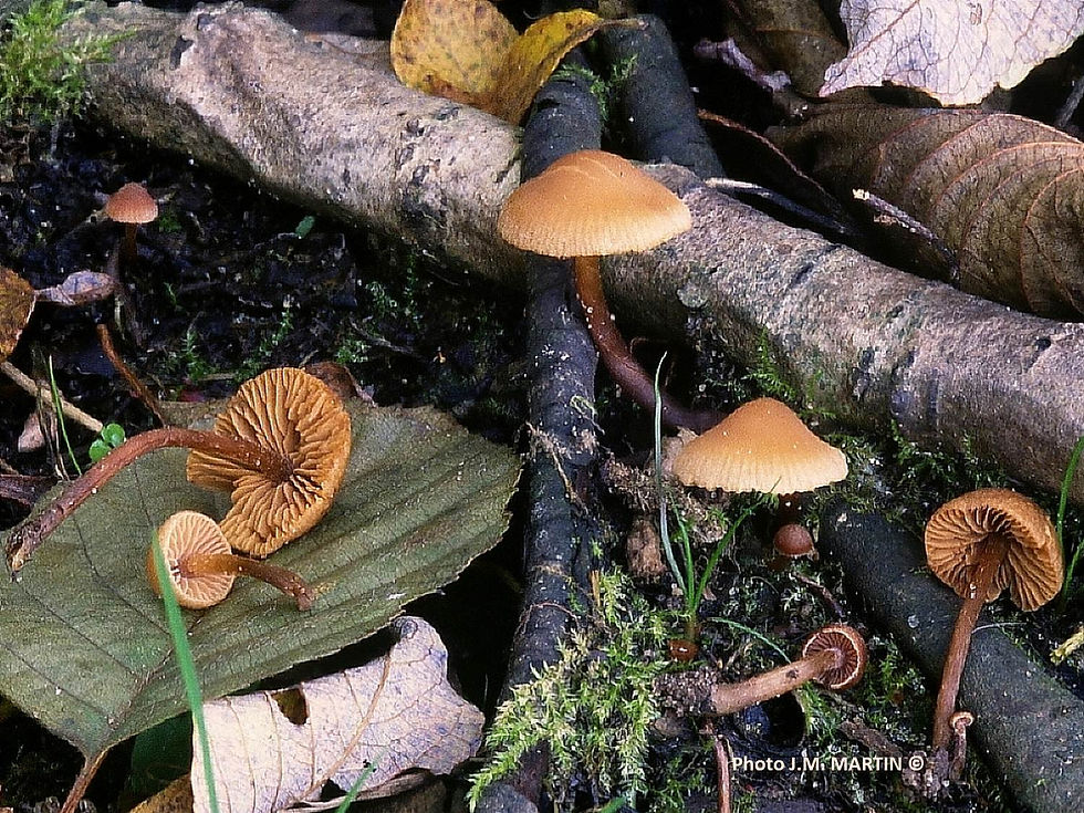 Naucoria striatula
