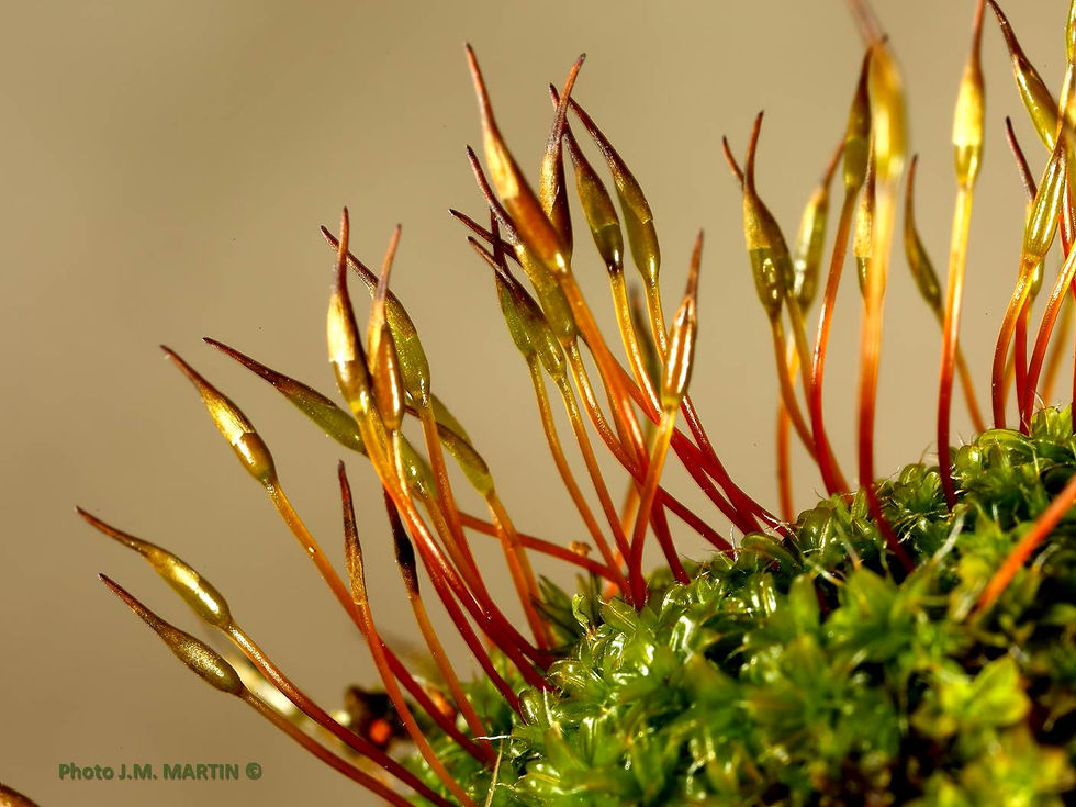 Barbula convoluta = Barbule des champs