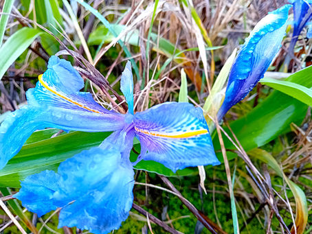 Iris planifolia, Portugal