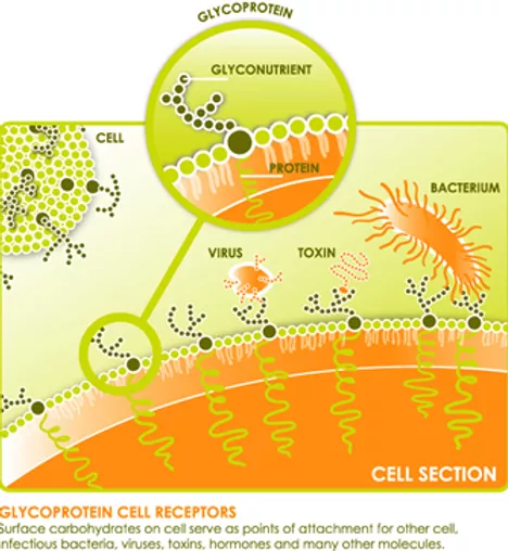 Glycoprotein.webp