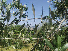 image2(1).jpeg