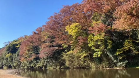 11/25.26嵐山渓谷紅葉まつりのお知らせ