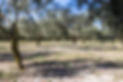 oliveraie domaine de grange basse