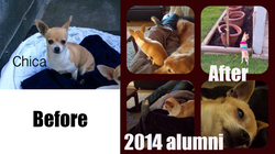 2014 happy tails