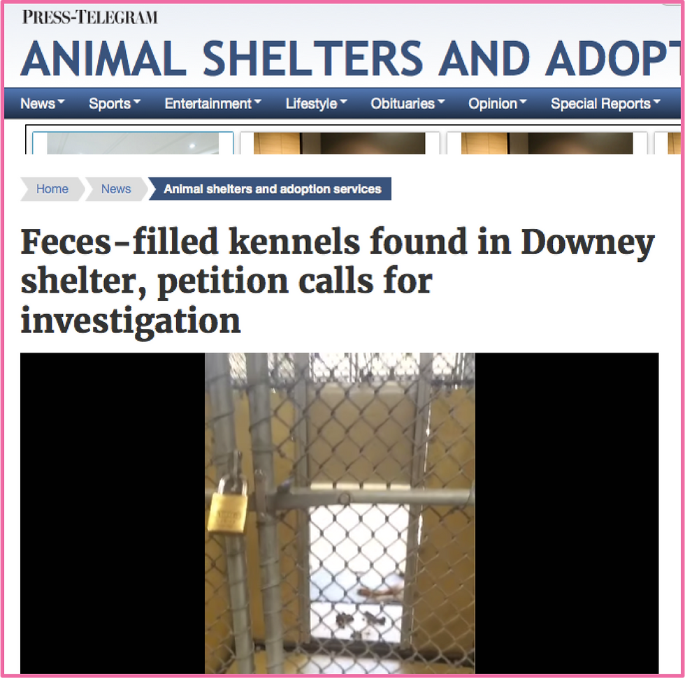 speaking out for shelter pets 2