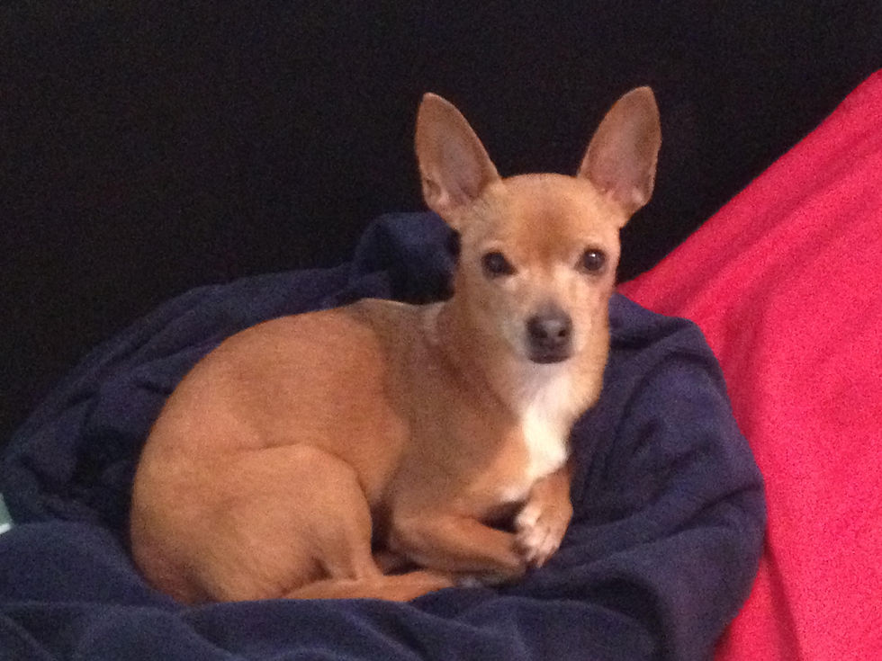 Rudy 1