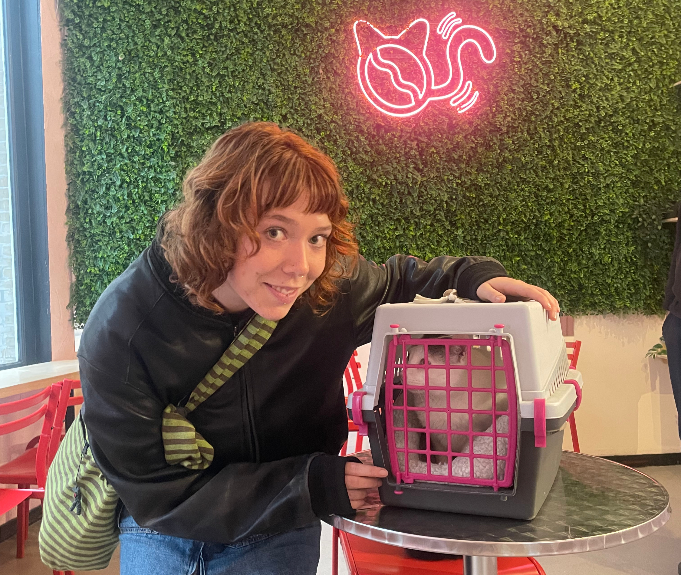 Hoe werkt kattenadoptie echt? De complete gids voor toekomstige kattenslaven - Hoe een kat adopteren in Antwerpen