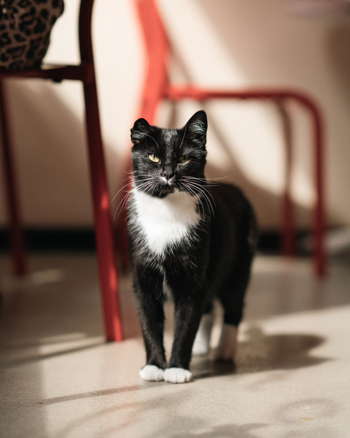 Van asiel tot Catcafe: hoe onze katten hun vertrouwen terugvinden