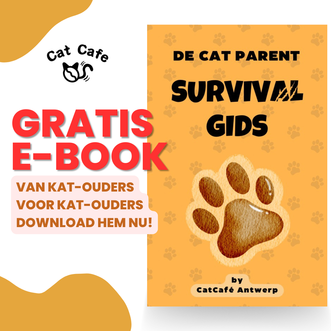 Word de ultieme kat-ouder: tips & tricks voor een gelukkig kattenleven