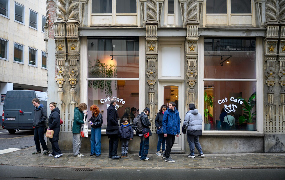 krantartikel HLN Catcafé Antwerp