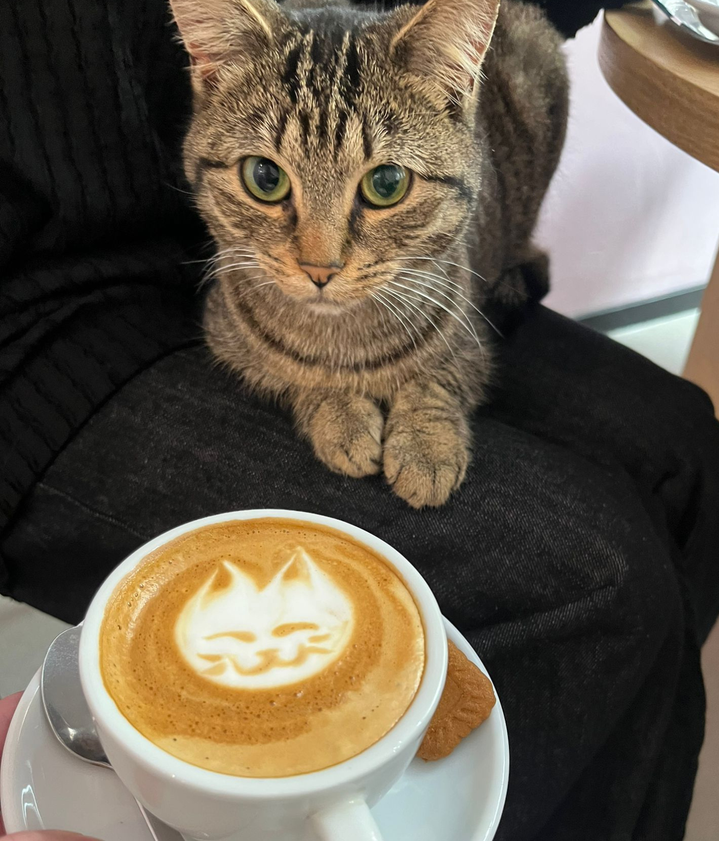 De beste koffieplekken in Antwerpen volgens locals (inclusief een onverwachte favoriet: Catcafe Antwerp)