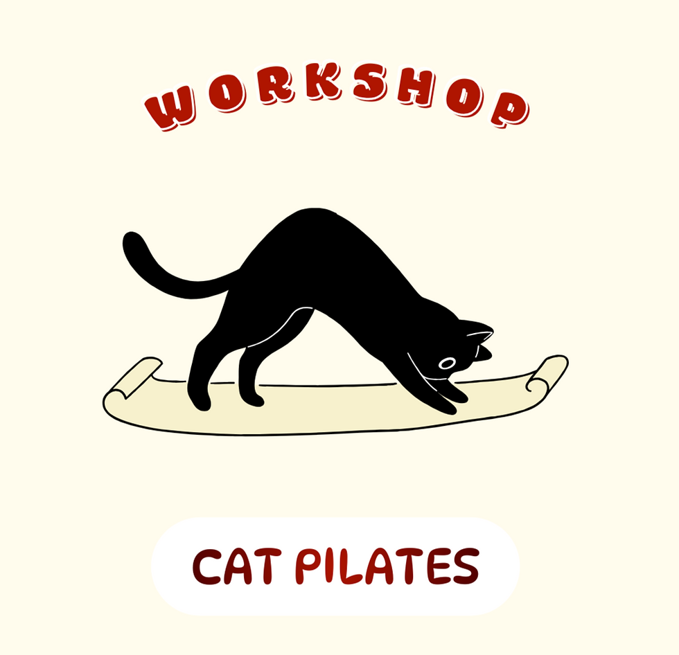 Nieuw bij Catcafé Antwerp: Cat Pilates (en waarom het meteen aanslaat)