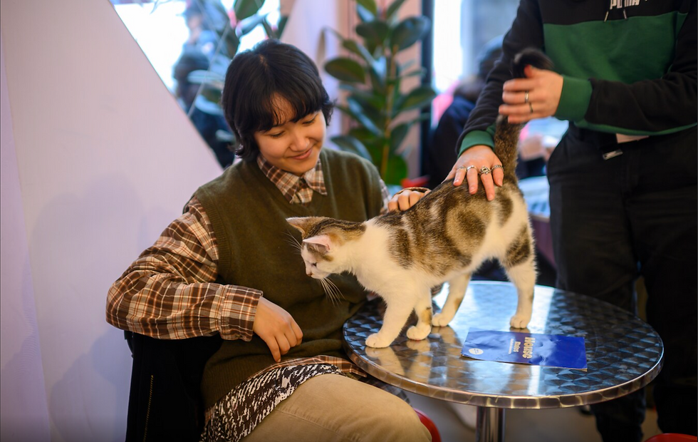 krantartikel HLN Catcafé Antwerp
