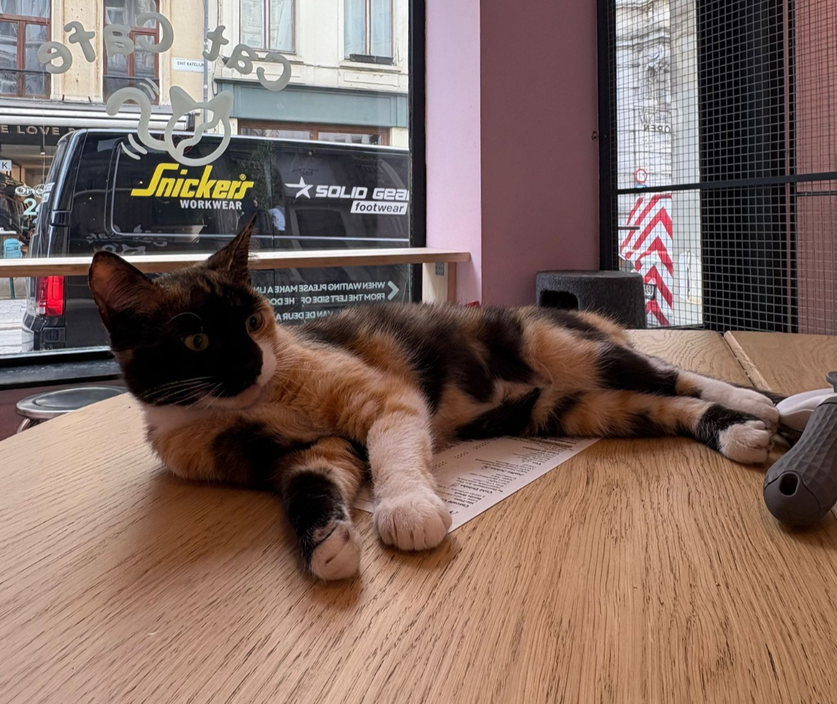 De 7 grootste misverstanden over kattencafés (en waarom ze niet kloppen)