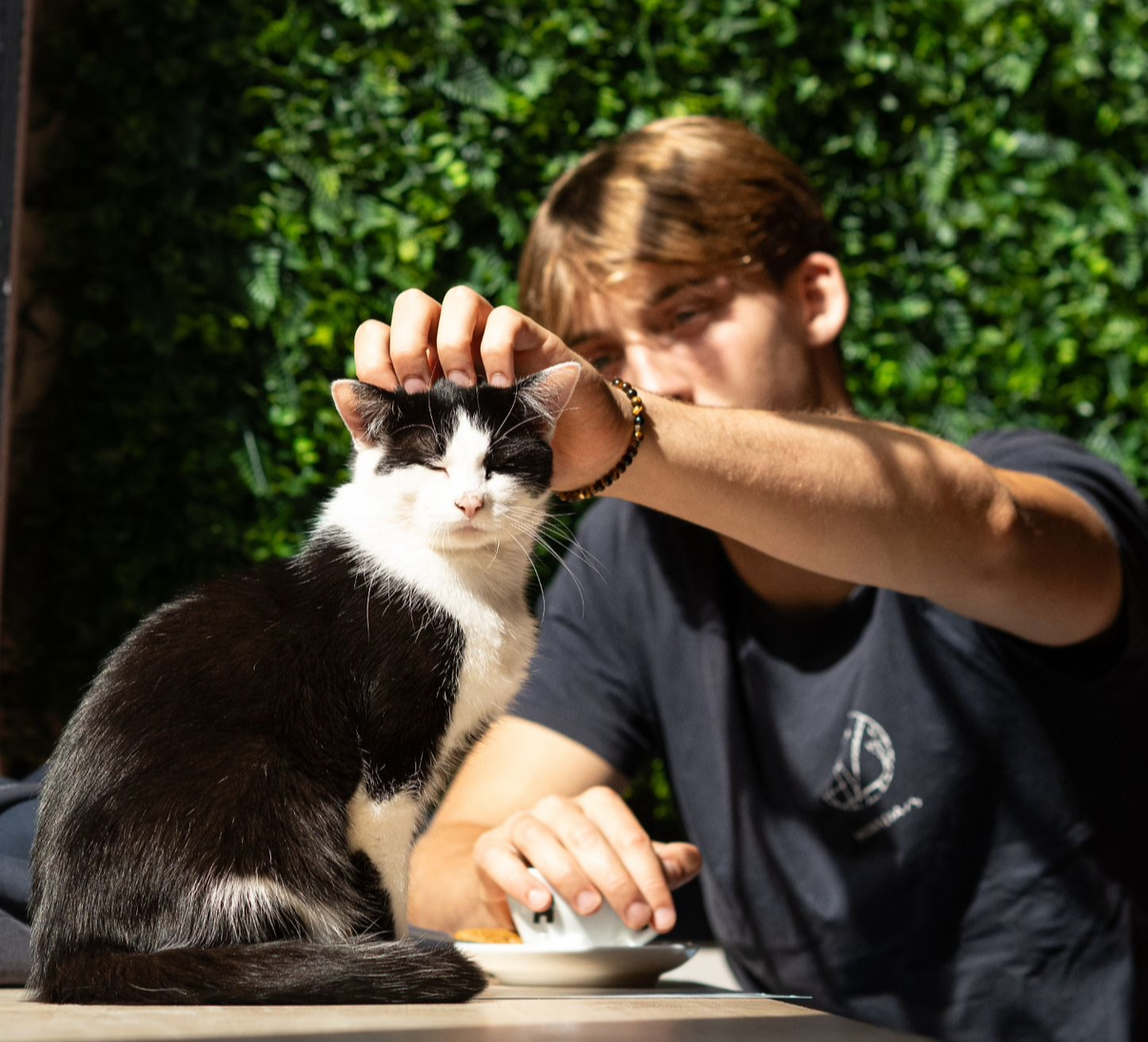 Zo maak je kennis met onze katten: tips voor een geslaagd bezoek aan Catcafé Antwerp