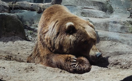 Feds confiscate injured brown bear from closed Michigan roadside zoo