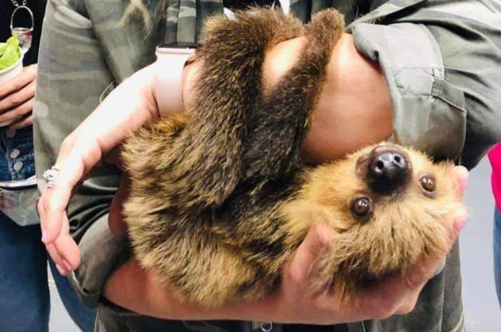 Debbie Dolittle S Animal Experience Fined 7 500 After 79 People Injured By Animals In 10 Months